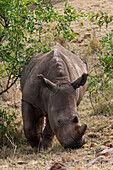 Rare white rhinoceros grazing