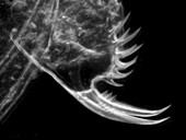 Water flea claw, light micrograph