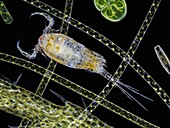 Copepod, light micrograph