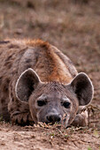 Spotted hyena resting