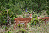 Male impalas
