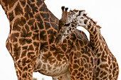 Giraffe with its mother