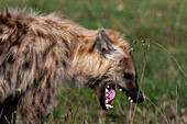 Spotted hyena yawning