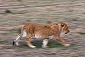 Lion cub running