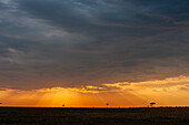 Dark clouds over the savanna at sunset