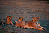 Lioness resting with her cubs at sunset