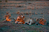 Sleeping lioness with her cubs at sunset