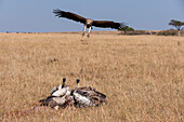 African white-backed vultures feeding on a carcass