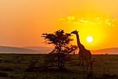 Masai giraffe browsing at sunset