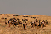 Migrating wildebeests walking up a hill