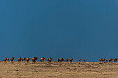 Herd of migrating wildebeests