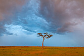 Lone acacia tree under a stormy sky, on the savanna