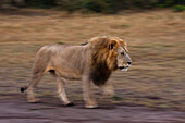 Male lion patrolling the savanna