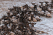 Herd of migrating wildebeests crossing the Mara River, Kenya