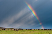 Wildebeests grazing under a stormy sky with a rainbow