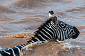 Plains zebra crossing the Mara River, Kenya