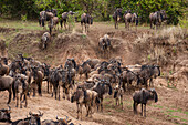 Migrating wildebeests approaching the Mara River