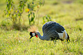 Grey crowned crane searching for insects in the grass