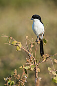 Long-tailed fiscal perching on a branch