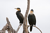 Great cormorants perching on dry tree branch