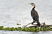 Great cormorants perching on the branch over the lake