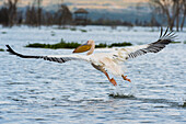 Great white pelican take off from a lake