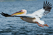 Great white pelican taking off from a lake