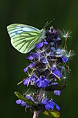 Green-veined white butterfly on bugle flower (Ajuga reptans)