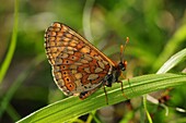 Marsh fritillary butterfly