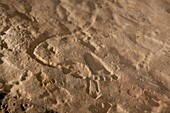 Petroglyph carvings, Alabama, USA