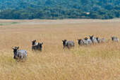 Plains zebras walking in a line in tall grass