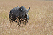 Black rhinoceros in dry tall grass