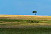 Lone Acacia tree in the Masai Mara plains, Kenya