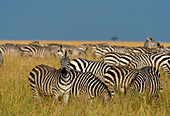Plains zebras in the savannah