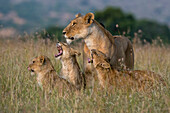 Lioness greeted by her cubs upon return