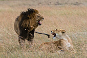 Lion and lioness growling at each other