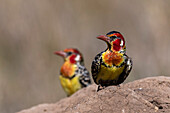 Red-and-yellow barbet on a termite mound