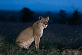 Lioness at night