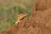 Savannah monitor on a termite mound