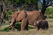 Female African elephant with its calf