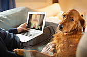 Golden retriever dog laying next to man video conferencing