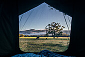 Kangaroo and scenic landscape from inside tent, Australia