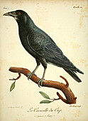 Cape crow, 18th century illustration