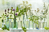 Still life with herbs in bottles