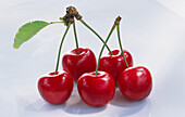 Five cherries with stems and leaves