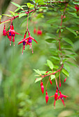 Fuchsia de Magellan, Jardin Georges Delaselle, Ile de Batz, Finistere, Bretagne, Frankreich