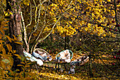 Seat under maple tree in autumn garden