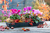 Autumn arrangement with cyclamen, chestnuts, and rose hips