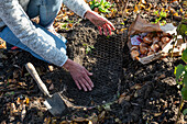 Placing tulip bulbs in wire mesh to protect them from voles.
