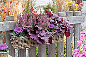 Budding heather (Calluna vulgaris), ornamental cabbage (Brassica oleracea) and purple Coral bell 'Blackberry Jam' (Heuchera) as fence decoration